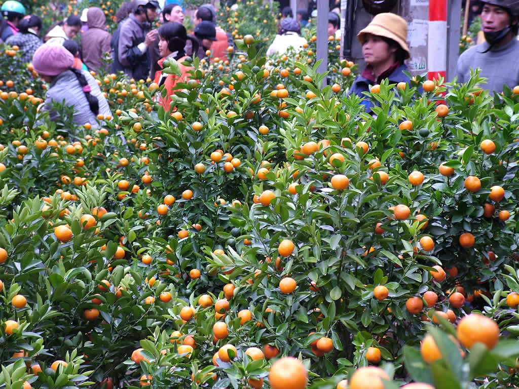DSCF3257, TET Orange Trees