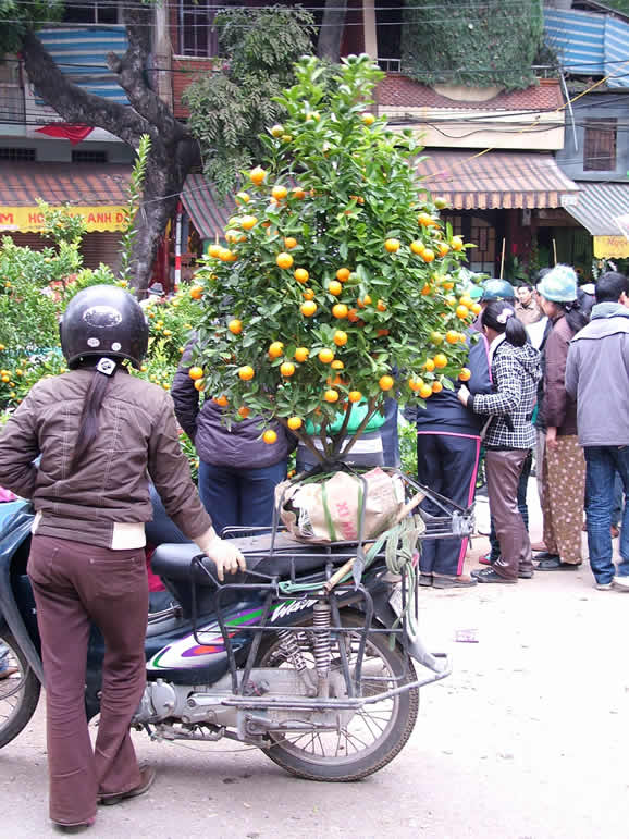 DSCF3261, Tree and bike