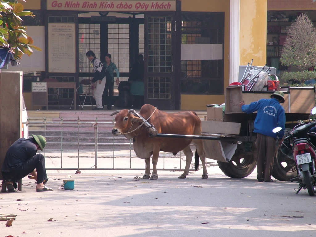DSCF9659, Ox and Cart Ninh Binh