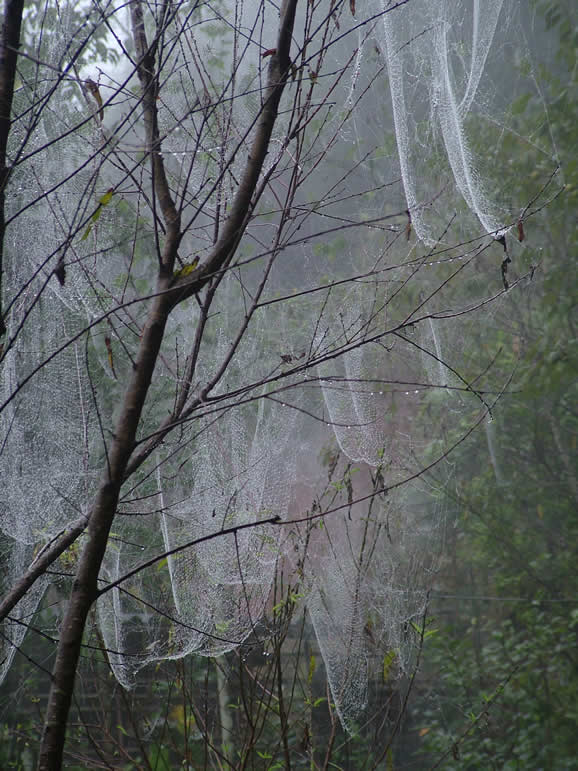 DSCF8736, Spider webs in the dew