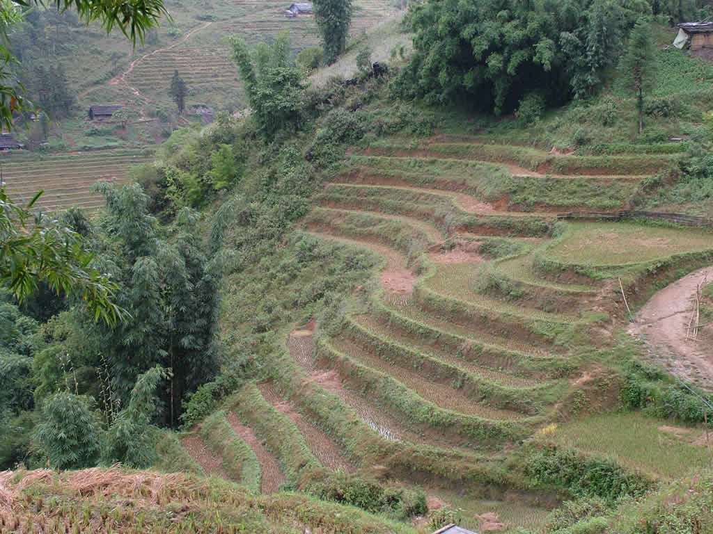 DSCF8752, Terraced rice fields