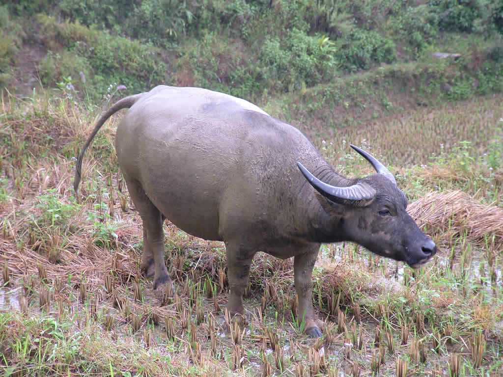 DSCF8788, Water Buffalo