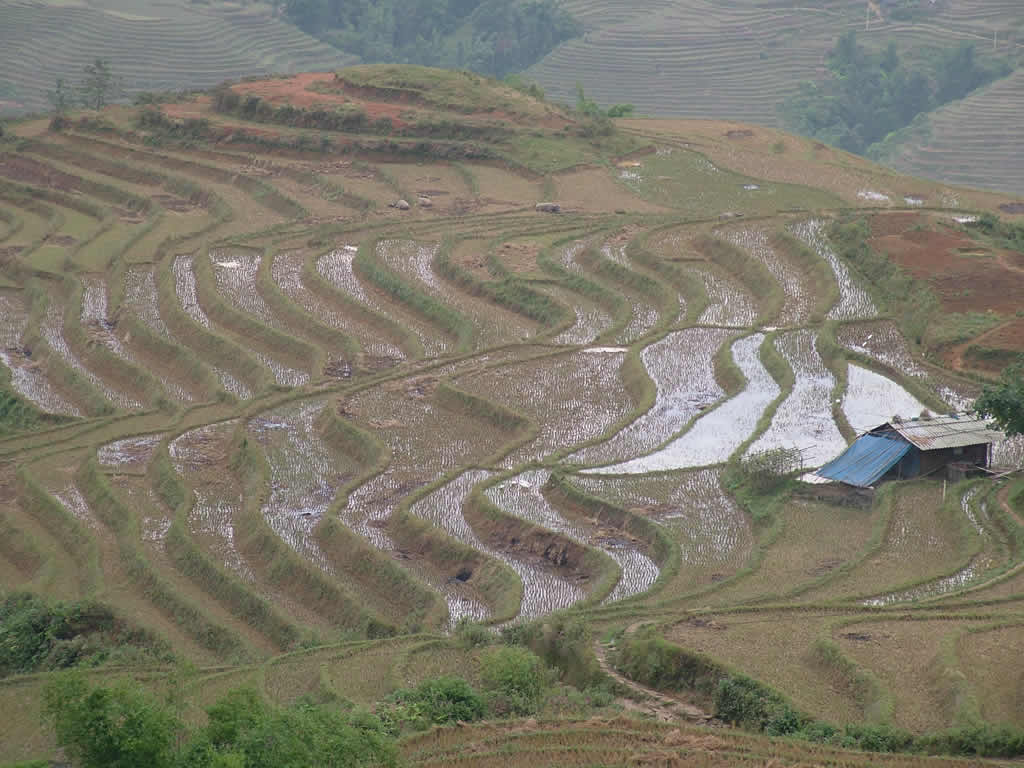 DSCF8828, Terraced rice fields