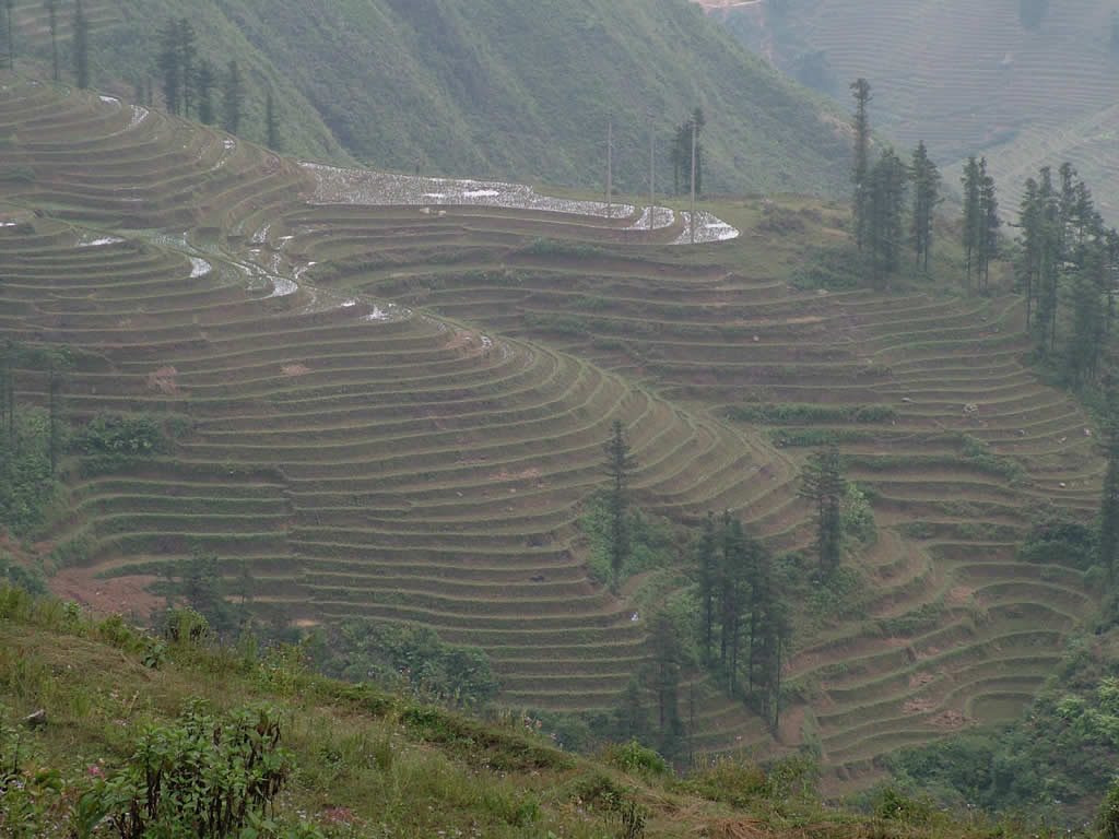 DSCF8829, Terraced rice fields