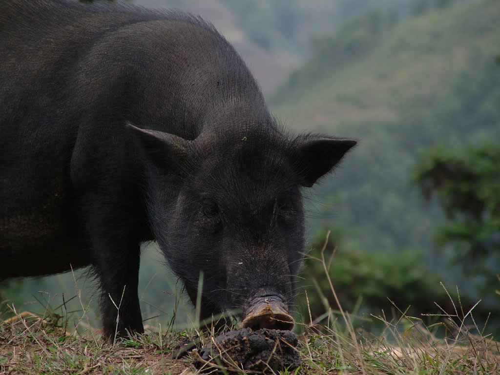 DSCF8833, Wild pig