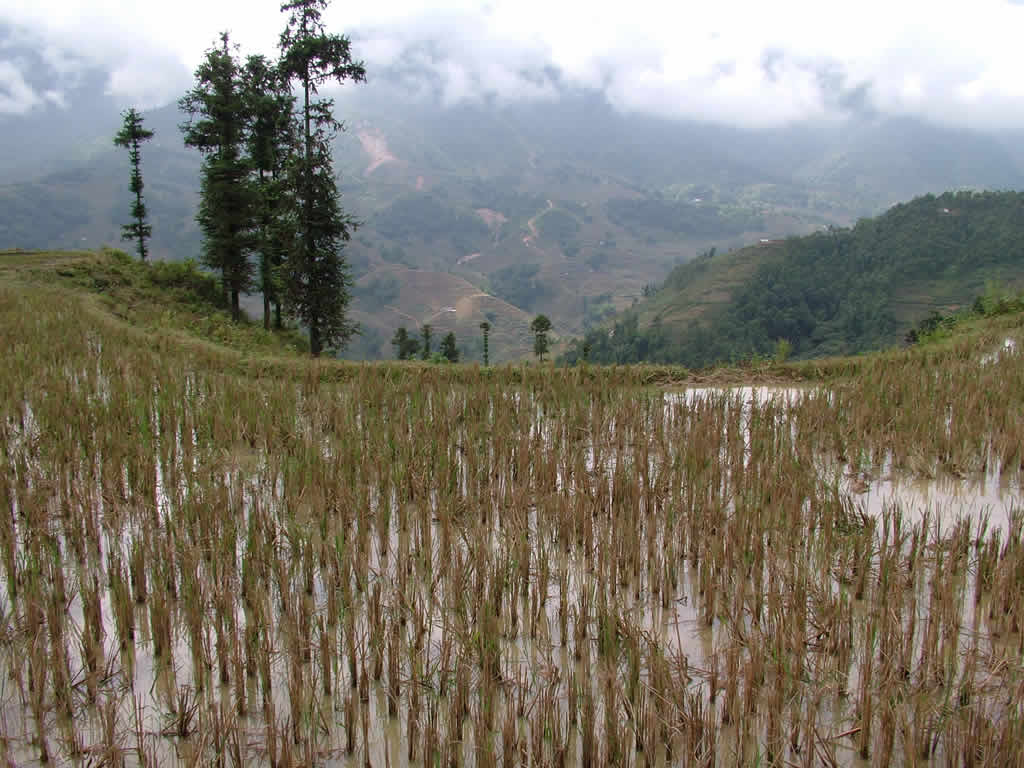 DSCF8842, Rice field