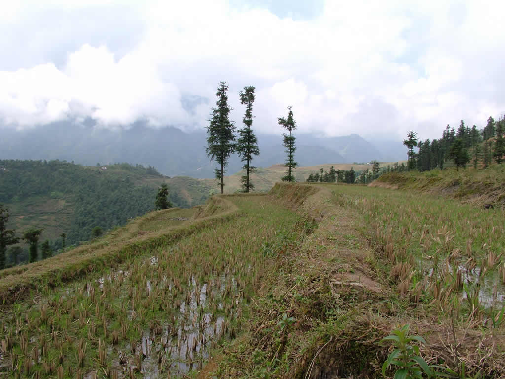 DSCF8843, Rice field