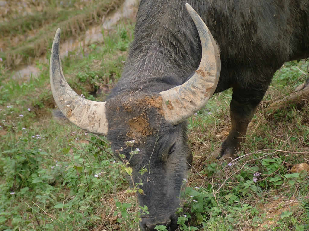 DSCF8884, Water buffalo