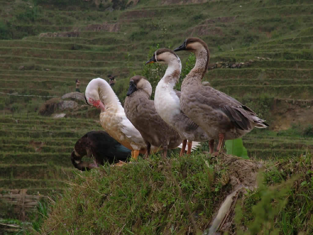 DSCF8885, Ducks posing