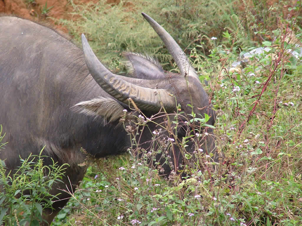 DSCF8914, Water buffalo