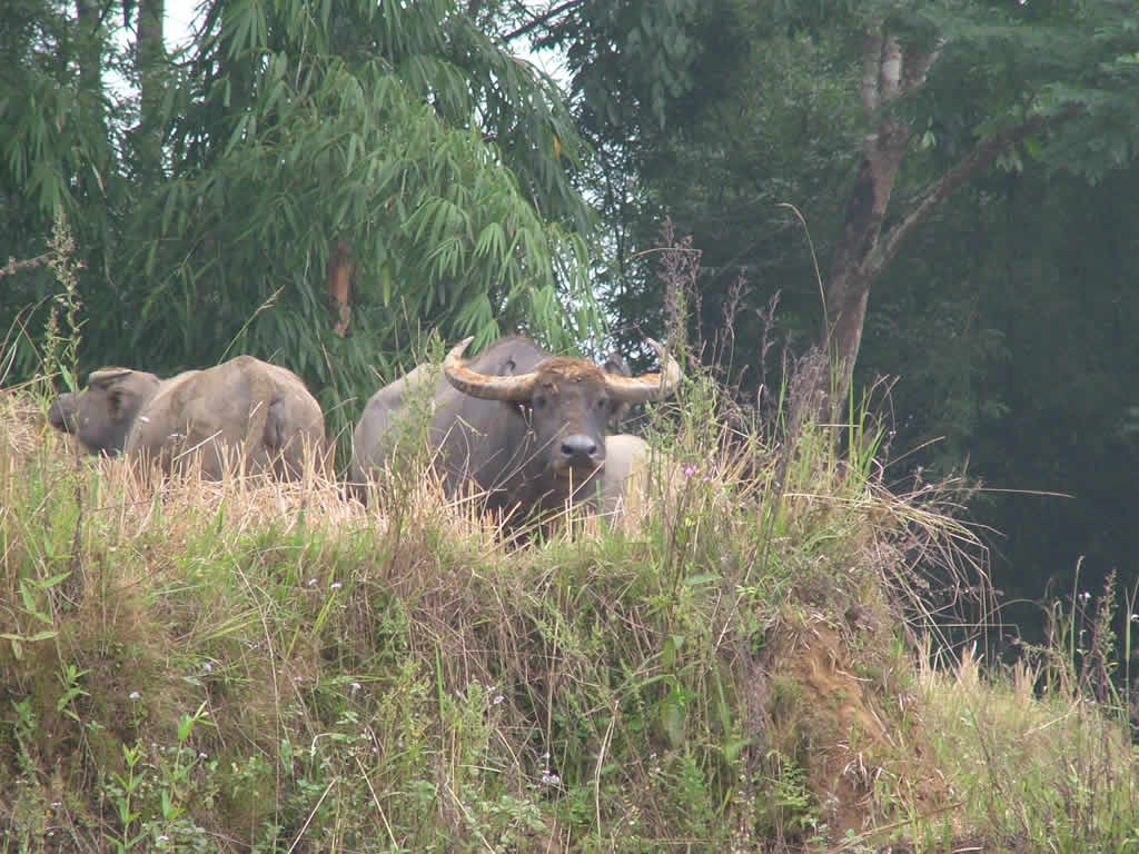 DSCF8925, Water buffalo